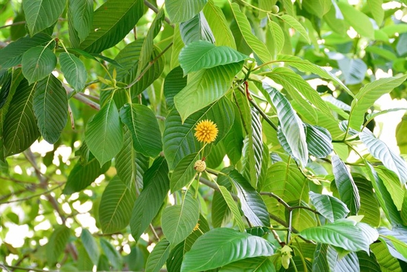 CDC cảnh báo về nguy cơ từ thực phẩm chức năng chứa thành phần lá kratom CDC canh bao ve nguy co tu thuc pham chuc nang chua thanh phan la kratom