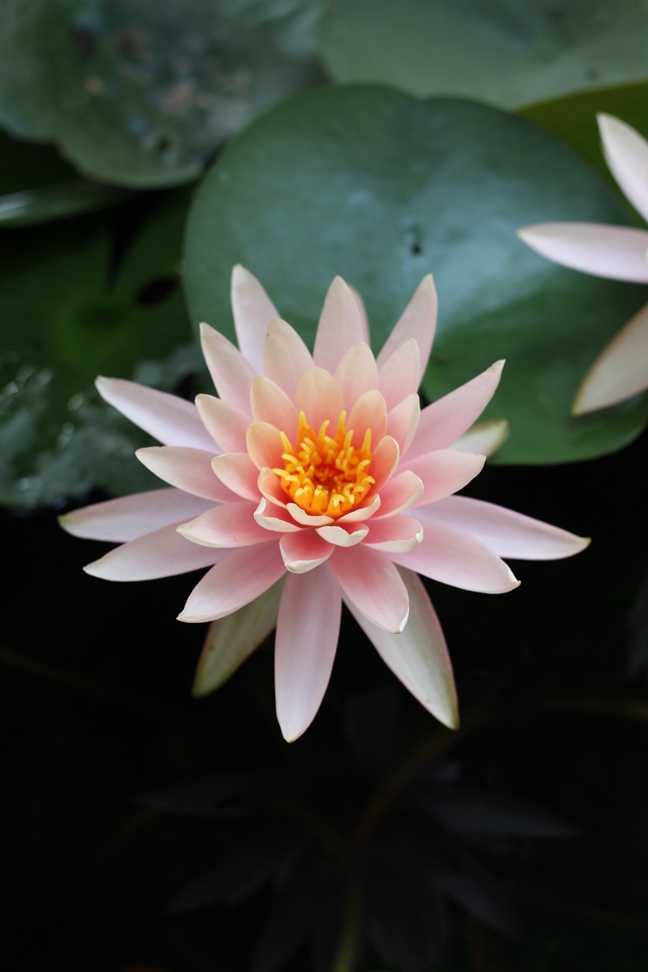 Tử vi thứ 3 ngày 16/4/2019 của 12 Cung Hoàng Đạo Tu vi thu 3 ngay 16/4/2019 cua 12 Cung Hoang Dao