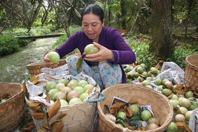 Nông sản đạt chuẩn, đường tiêu thụ sẽ thênh thang hơn Nong san dat chuan, duong tieu thu se thenh thang hon