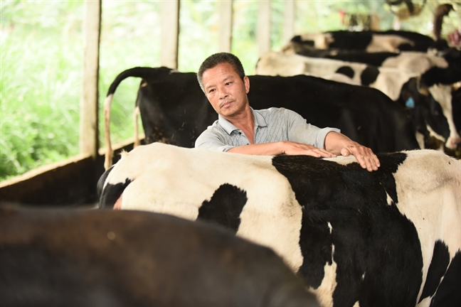 Chuẩn sữa tươi Cô Gái Hà Lan: những điều mẹ chưa biết Chuan sua tuoi Co Gai Ha Lan: nhung dieu me chua biet