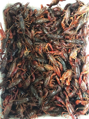 Tôm hùm đất: Tưởng bán 'ngon ăn' nhưng dễ bị phạt... sập tiệm Tom hum dat: Tuong ban 'ngon an' nhung de bi phat... sap tiem