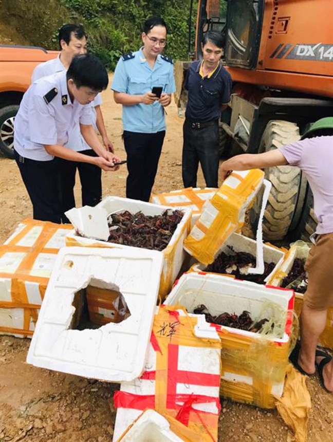Bị cấm, tôm hùm đất vẫn được bán tràn chợ mạng Bi cam, tom hum dat van duoc ban tran cho mang