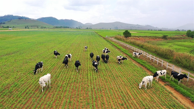 Đầu tư 120 triệu USD, Vinamilk hợp tác xây dựng tổ hợp ‘resort’ bò sữa organic tại Lào Dau tu 120 trieu USD, Vinamilk hop tac xay dung to hop ‘resort’ bo sua organic tai Lao