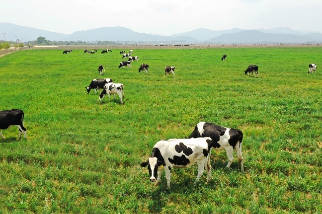 Đầu tư 120 triệu USD, Vinamilk hợp tác xây dựng tổ hợp ‘resort’ bò sữa organic tại Lào Dau tu 120 trieu USD, Vinamilk hop tac xay dung to hop ‘resort’ bo sua organic tai Lao