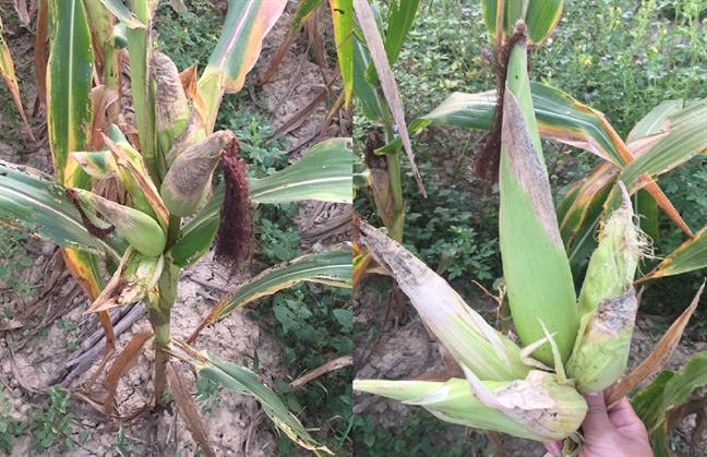 Ngô trổ 5 bông nhưng không có hạt, dân nuốt đắng thả trâu bò ra ăn Ngo tro 5 bong nhung khong co hat, dan nuot dang tha trau bo ra an