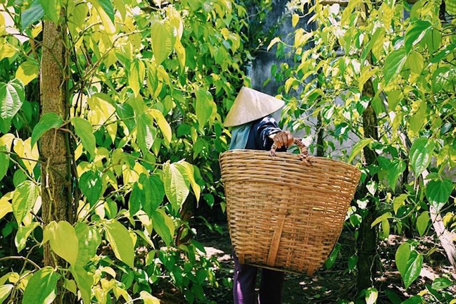 'Kỳ quan' vườn trầu của nội 'Ky quan' vuon trau cua noi