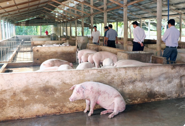 Heo bị dịch tả châu Phi, người nuôi có thể nhận hỗ trợ từ ngân hàng Heo bi dich ta chau Phi, nguoi nuoi co the nhan ho tro tu ngan hang