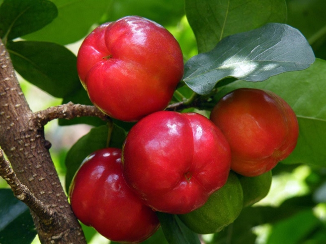 Giải nắng nóng bằng thực dưỡng Giai nang nong bang thuc duong