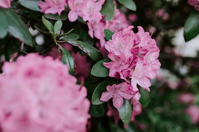 Tử vi thứ 7 ngày 15/6/2019 của 12 cung Hoàng Đạo Tu vi thu 7 ngay 15/6/2019 cua 12 cung Hoang Dao
