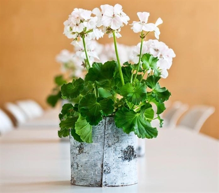 Tử vi Thứ 2 ngày 17/6/2019 của 12 cung Hoàng Đạo Tu vi Thu 2 ngay 17/6/2019 cua 12 cung Hoang Dao