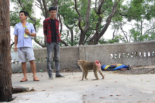 Du khách tham quan chùa Châu Thới bất an với hậu duệ Tề Thiên Đại Thánh Du khach tham quan chua Chau Thoi bat an voi hau due Te Thien Dai Thanh