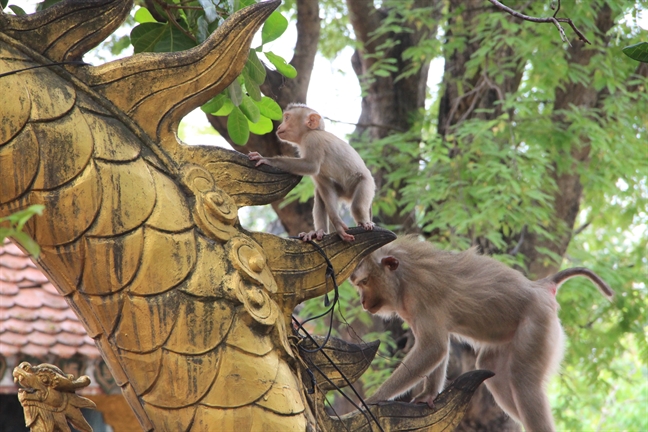 Du khách tham quan chùa Châu Thới bất an với hậu duệ Tề Thiên Đại Thánh Du khach tham quan chua Chau Thoi bat an voi hau due Te Thien Dai Thanh