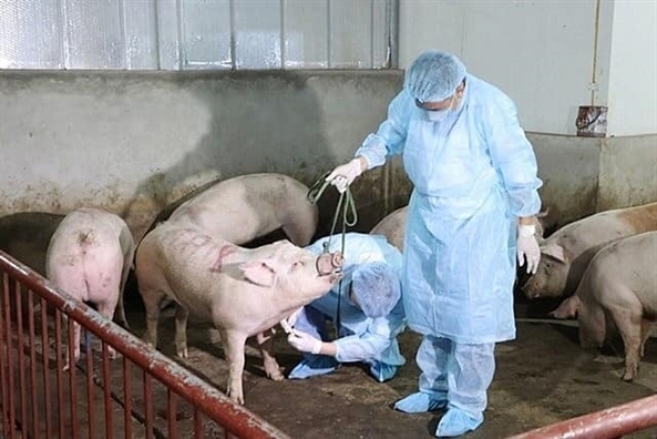 Thực hư thông tin Việt Nam sản xuất thành công vắc xin phòng dịch tả heo châu Phi Thuc hu thong tin Viet Nam san xuat thanh cong vac xin phong dich ta heo chau Phi