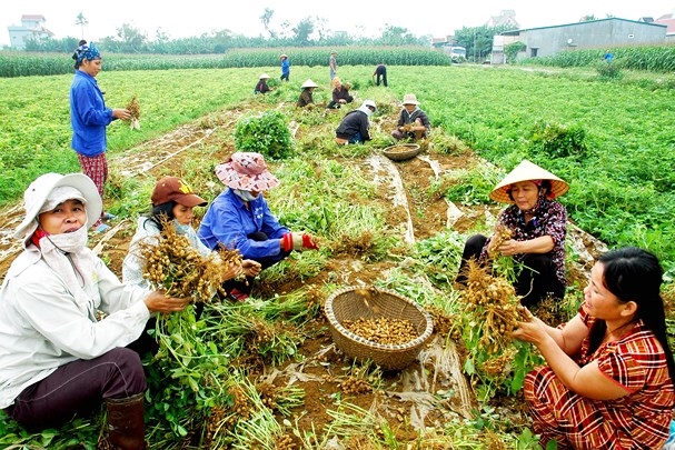 Mua một vé đi tuổi thơ về cánh đồng mùa lạc Mua mot ve di tuoi tho ve canh dong mua lac