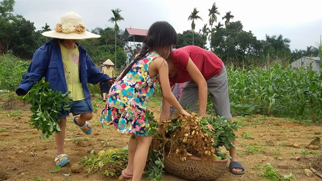 Mua một vé đi tuổi thơ về cánh đồng mùa lạc Mua mot ve di tuoi tho ve canh dong mua lac