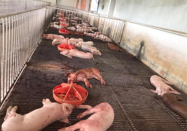 Heo nặng 300 ký bán 1 triệu đồng, nông dân chỉ biết gạt nước mắt Heo nang 300 ky ban 1 trieu dong, nong dan chi biet gat nuoc mat