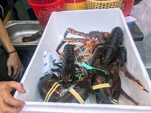 Tưởng tôm hùm Alaska 170.000 đồng/kg, nhiều người đi mua mới... 'ngã ngửa' Tuong tom hum Alaska 170.000 dong/kg, nhieu nguoi di mua moi... 'nga ngua'