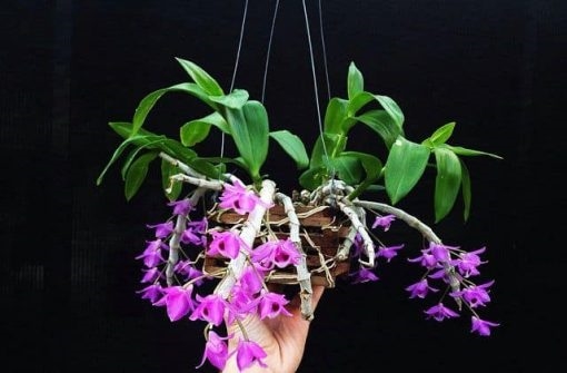 Đừng ỷ già cậy con Dung y gia cay con