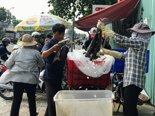 Người Sài Gòn chen chân giải cứu cá tầm Đà Lạt sau lũ lớn Nguoi Sai Gon chen chan giai cuu ca tam Da Lat sau lu lon