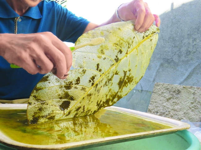 Nón xương gân - món quà tuyệt diệu từ lá bàng rừng Non xuong gan - mon qua tuyet dieu tu la bang rung