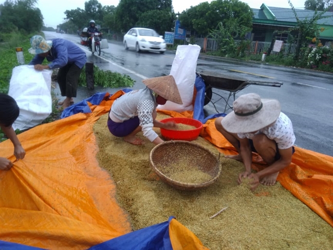 Người dân Quảng Bình, Quảng Trị hối hả gom thuyền, gặt lúa phòng bão Nguoi dan Quang Binh, Quang Tri hoi ha gom thuyen, gat lua phong bao