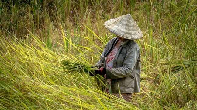Gánh bánh bò nuôi lớn chúng tôi Ganh banh bo nuoi lon chung toi