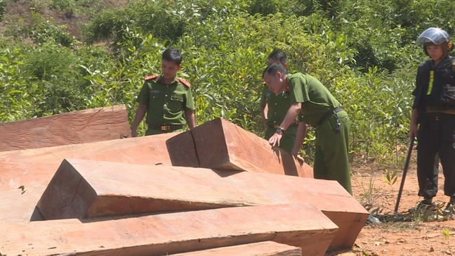 Phát hiện thêm 500m3 gỗ trong vụ thôn trưởng tham gia phá rừng Phat hien them 500m3 go trong vu thon truong tham gia pha rung