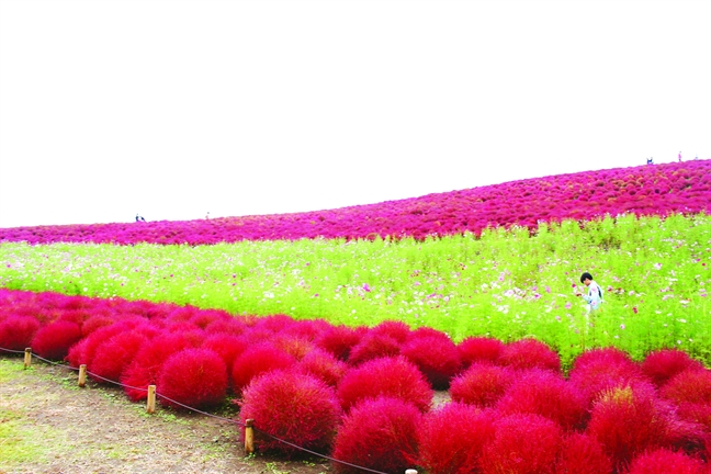 Mùa thu đến Ibaraki ngắm 'chôm chôm khổng lồ' Mua thu den Ibaraki ngam 'chom chom khong lo'