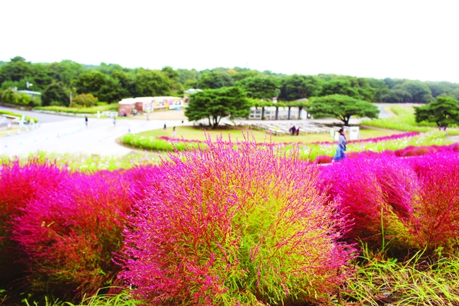 Mùa thu đến Ibaraki ngắm 'chôm chôm khổng lồ' Mua thu den Ibaraki ngam 'chom chom khong lo'
