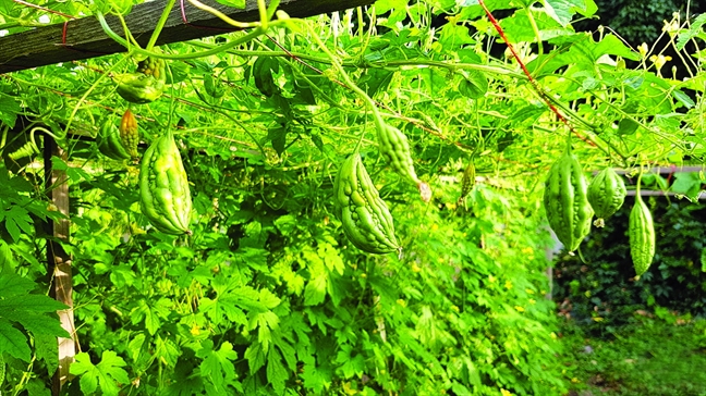 Không có vườn rau của mẹ, dễ gì có chúng tôi hôm nay Khong co vuon rau cua me, de gi co chung toi hom nay