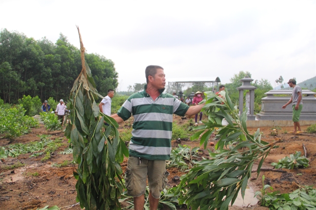 Bị dân phản ứng vì nhổ hàng nghìn cây keo, chính quyền xã nói 'có sai sót' Bi dan phan ung vi nho hang nghin cay keo, chinh quyen xa noi 'co sai sot'