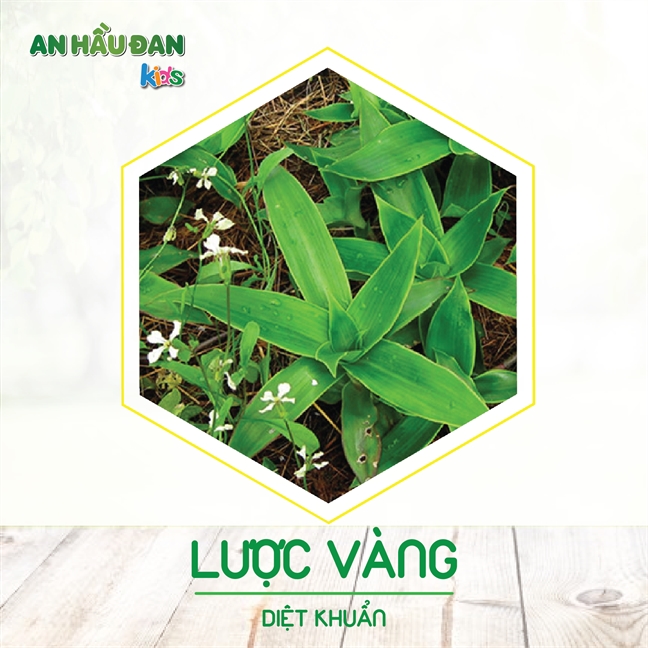 Cây lược vàng giúp giảm triệu chứng bệnh viêm VA như thế nào? Cay luoc vang giup giam trieu chung benh viem VA nhu the nao?