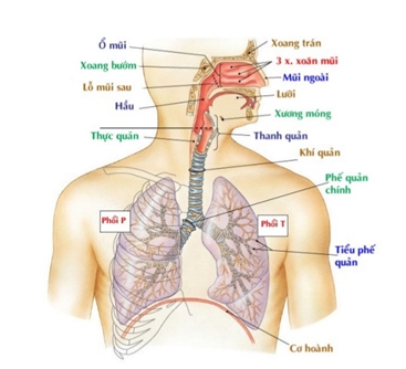 Chiếc máy và bước đi trước bệnh của thầy thuốc Chiec may va buoc di truoc benh cua thay thuoc