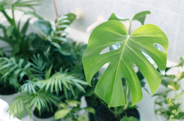 Tử vi thứ 4 ngày 9/10/2019 của 12 Cung Hoàng Đạo Tu vi thu 4 ngay 9/10/2019 cua 12 Cung Hoang Dao