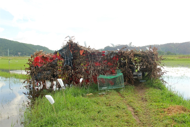 Mùa thu chết chóc của những đàn chim trời trong cạm bẫy người Mua thu chet choc cua nhung dan chim troi trong cam bay nguoi