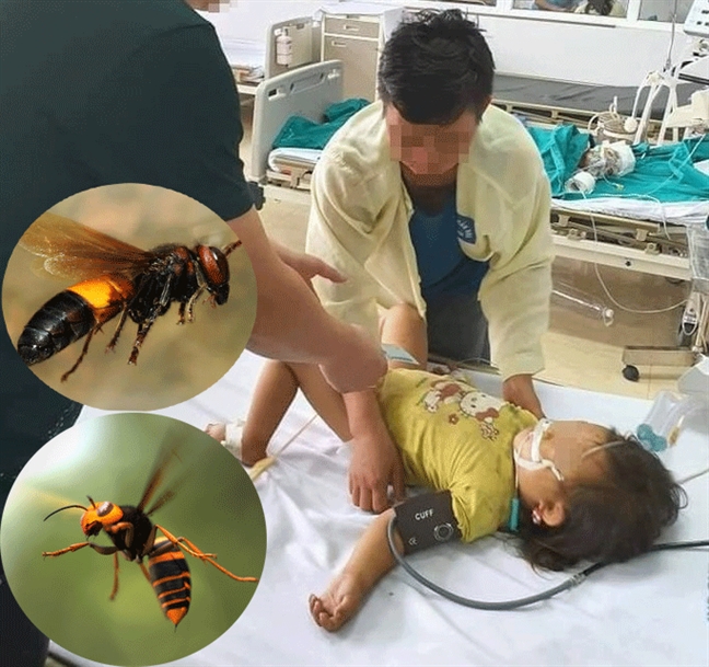 Đàn ong tấn công một gia đình khiến bé gái 3 tuổi trên đường đi học về tử vong Dan ong tan cong mot gia dinh khien be gai 3 tuoi tren duong di hoc ve tu vong