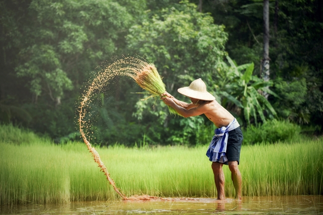 Mùi hương đi qua bao giông bão Mui huong di qua bao giong bao