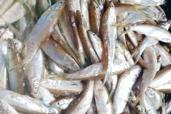 Mùi nhớ - Cá mương kho ớt Mui nho - Ca muong kho ot