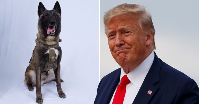 ‘Siêu cảnh khuyển’ được Trump tuyên dương nhờ thành tích săn lùng thủ lĩnh IS ‘Sieu canh khuyen’ duoc Trump tuyen duong nho thanh tich san lung thu linh IS