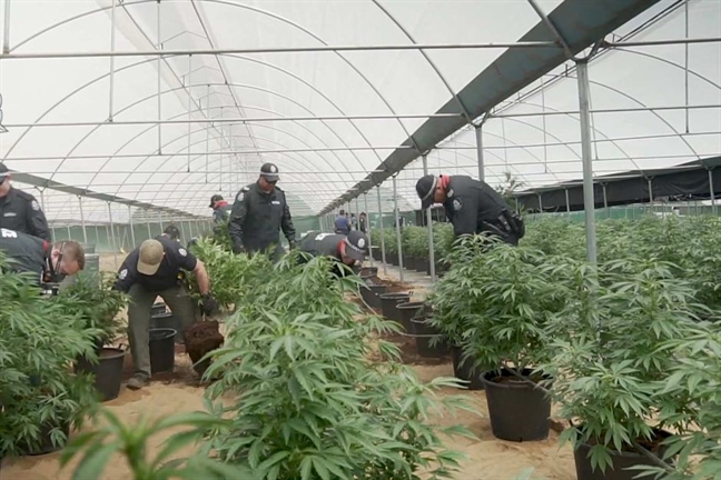 Một người Việt lãnh 7 năm tù vì trồng cần sa ở Úc Mot nguoi Viet lanh 7 nam tu vi trong can sa o Uc