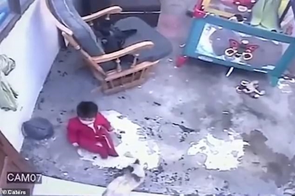Bé 1 tuổi thoát hiểm trong gang tấc nhờ cô mèo Xiêm thông minh Be 1 tuoi thoat hiem trong gang tac nho co meo Xiem thong minh