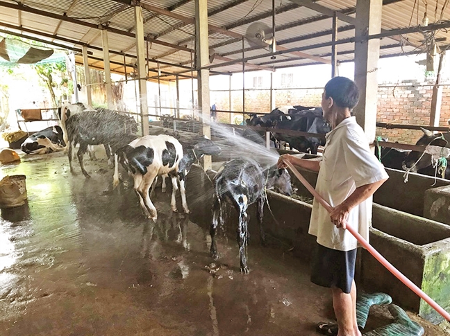 Con rể ẵm má vợ đi phơi nắng mỗi sáng và chuyện 'chàng rể quốc dân' nhà tôi Con re am ma vo di phoi nang moi sang va chuyen 'chang re quoc dan' nha toi