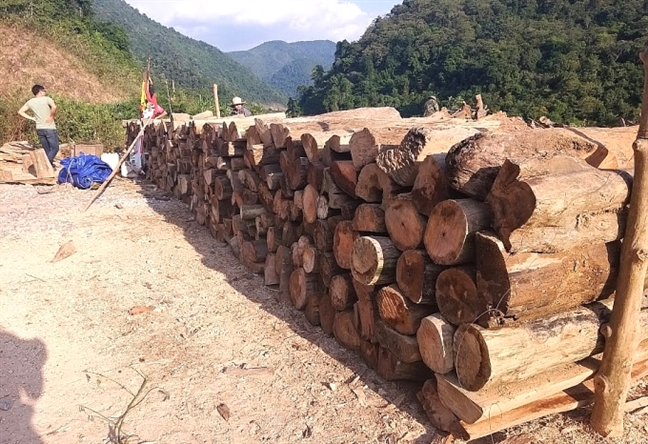 Người dân liều mình vớt gỗ ở thượng nguồn thủy điện Bản Vẽ Nguoi dan lieu minh vot go o thuong nguon thuy dien Ban Ve