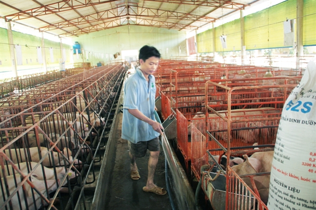 Người nuôi không dám tái đàn, nguồn heo còn thiếu hụt dài dài Nguoi nuoi khong dam tai dan, nguon heo con thieu hut dai dai