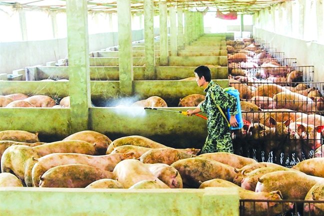 Cuộc chạy đua tạo ra 'siêu heo' Cuoc chay dua tao ra 'sieu heo'