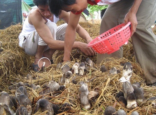 Nấm rơm 'đội mũ' Nam rom 'doi mu'